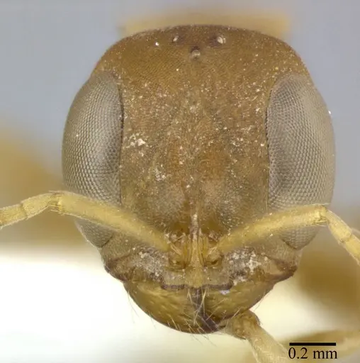 Pseudomyrmex boopis specimen CASENT0246305 image casent0246305_2