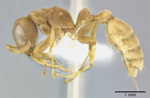 Pseudomyrmex boopis specimen CASENT0246305 image casent0246305_3