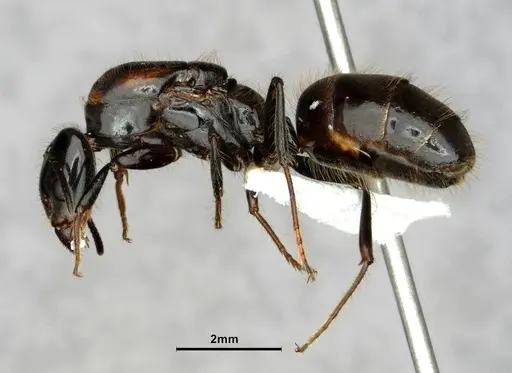 Pseudomyrmex boopis specimen CASENT0866052 image casent0866052_1
