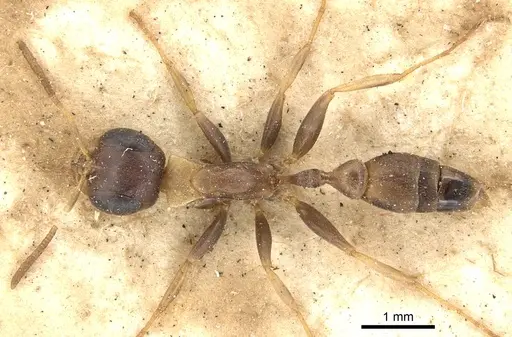 Pseudomyrmex boopis specimen CASENT0902868 image casent0902868_1