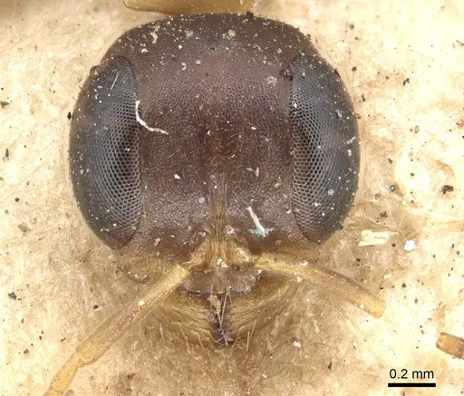 Pseudomyrmex boopis specimen CASENT0902868 image casent0902868_2