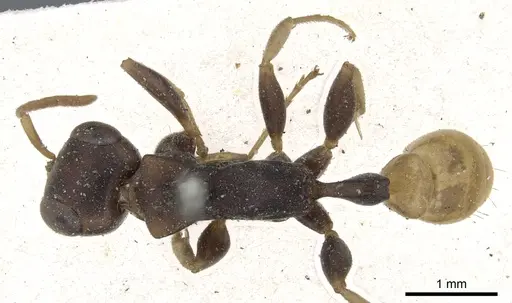 Pseudomyrmex boopis specimen CASENT0902869 image casent0902869_1