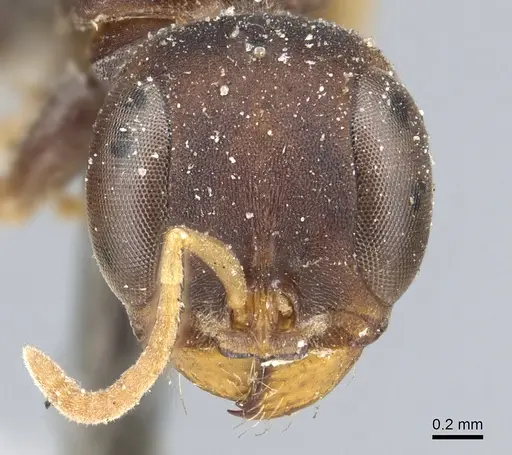 Pseudomyrmex boopis specimen CASENT0902869 image casent0902869_2