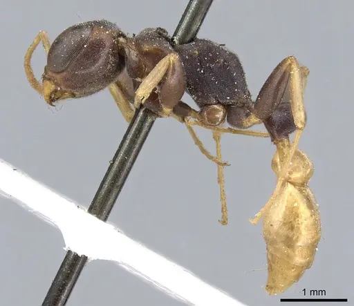 Pseudomyrmex boopis specimen CASENT0902869 image casent0902869_3