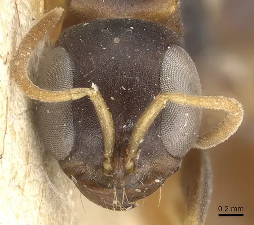 Pseudomyrmex boopis specimen CASENT0904048 image casent0904048_2