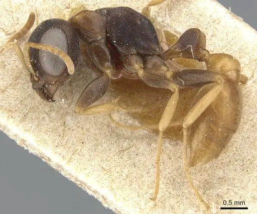 Pseudomyrmex boopis specimen CASENT0904048 image casent0904048_3