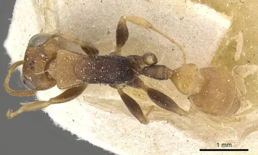 Pseudomyrmex boopis specimen CASENT0915325 image casent0915325_1