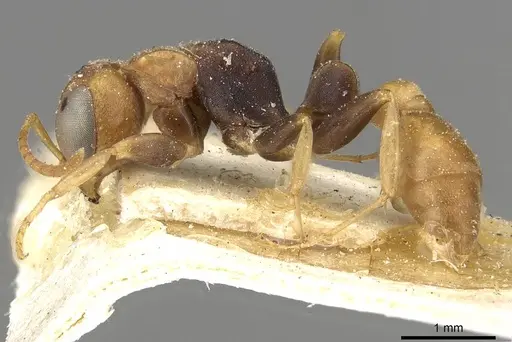 Pseudomyrmex boopis specimen CASENT0915325 image casent0915325_3