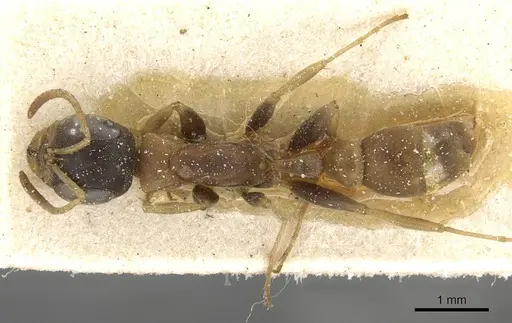 Pseudomyrmex boopis specimen CASENT0915326 image casent0915326_1