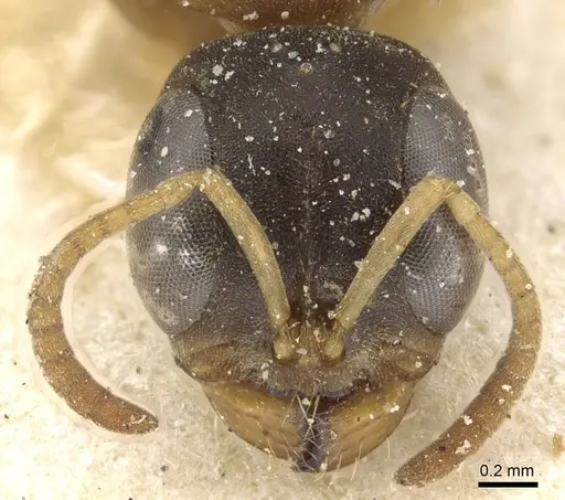 Pseudomyrmex boopis specimen CASENT0915326 image casent0915326_2