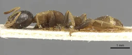Pseudomyrmex boopis specimen CASENT0915326 image casent0915326_3