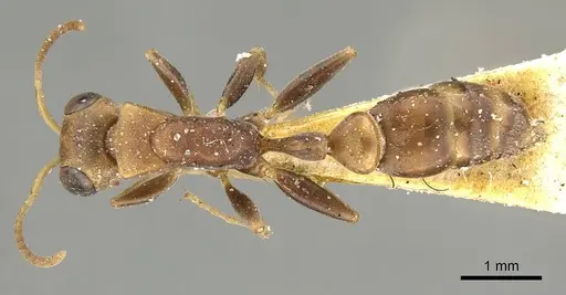 Pseudomyrmex boopis specimen CASENT0915841 image casent0915841_1
