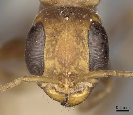 Pseudomyrmex boopis specimen CASENT0915841 image casent0915841_2