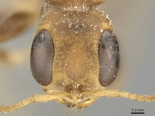 Pseudomyrmex boopis specimen CASENT0915841 image casent0915841_3
