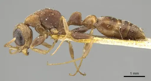 Pseudomyrmex boopis specimen CASENT0915841 image casent0915841_4