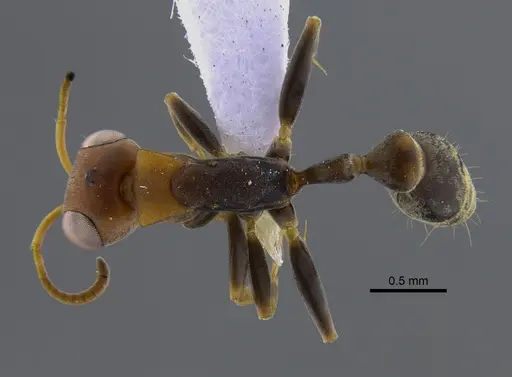 Pseudomyrmex boopis specimen CBUMAGENT41802 image cbumagent41802_1