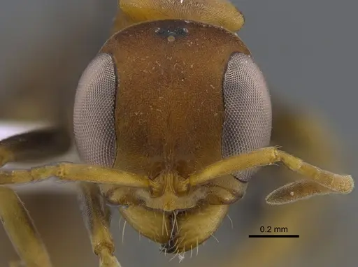Pseudomyrmex boopis specimen CBUMAGENT41802 image cbumagent41802_2