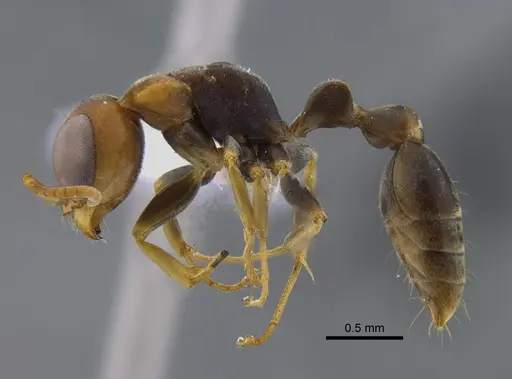 Pseudomyrmex boopis specimen CBUMAGENT41802 image cbumagent41802_3