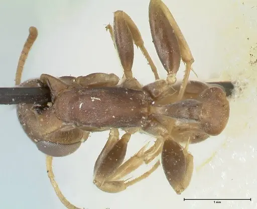 Pseudomyrmex boopis specimen FOCOL1199 image focol1199_1