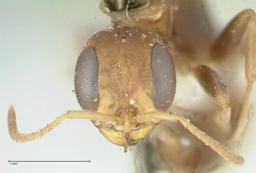 Pseudomyrmex boopis specimen FOCOL1199 image focol1199_2