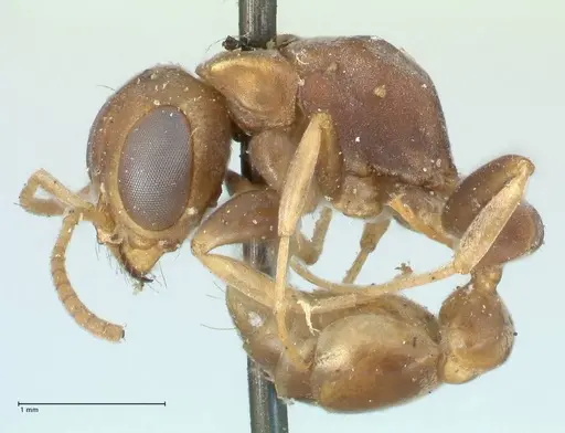 Pseudomyrmex boopis specimen FOCOL1199 image focol1199_3