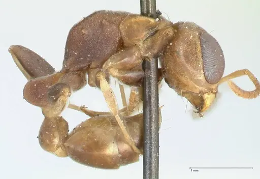 Pseudomyrmex boopis specimen FOCOL1199 image focol1199_4