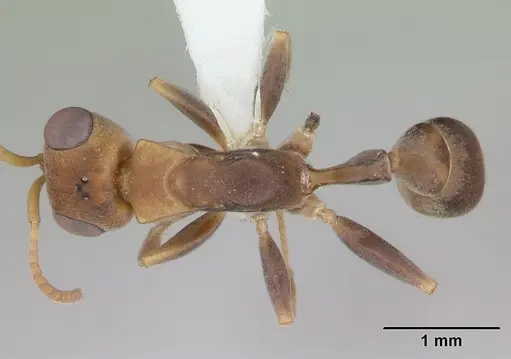 Pseudomyrmex boopis specimen INBIOCRI001281684 image inbiocri001281684_1