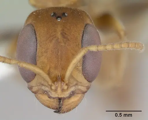 Pseudomyrmex boopis specimen INBIOCRI001281684 image inbiocri001281684_2