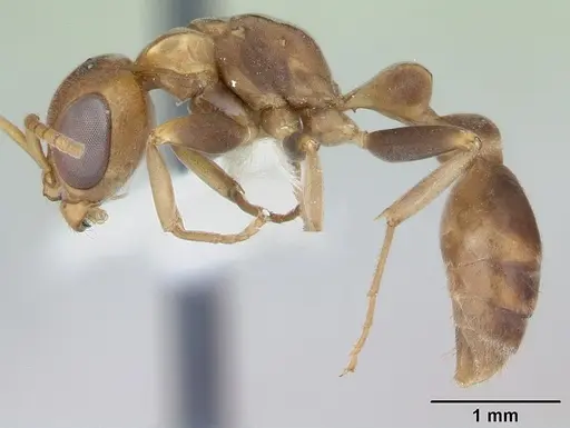 Pseudomyrmex boopis specimen INBIOCRI001281684 image inbiocri001281684_3
