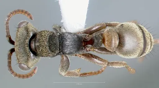 Pseudomyrmex browni specimen CASENT0005835 image casent0005835_1