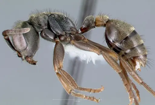 Pseudomyrmex browni specimen CASENT0005835 image casent0005835_3