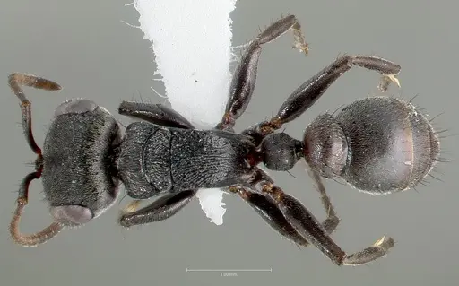 Pseudomyrmex browni specimen CASENT0005863 image casent0005863_1
