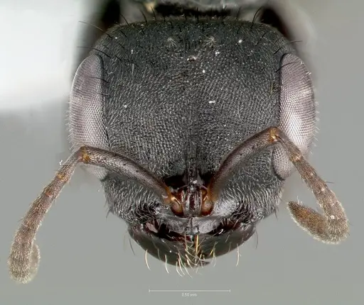 Pseudomyrmex browni specimen CASENT0005863 image casent0005863_2