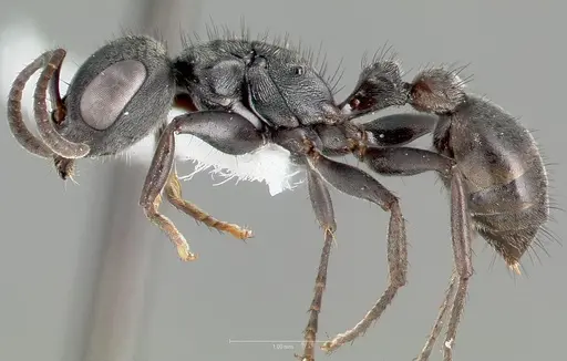 Pseudomyrmex browni specimen CASENT0005863 image casent0005863_3