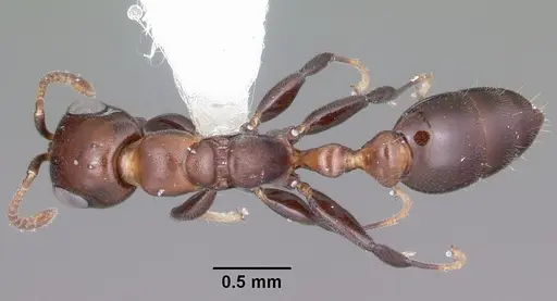 Pseudomyrmex brunneus specimen CASENT0104806 image casent0104806_1