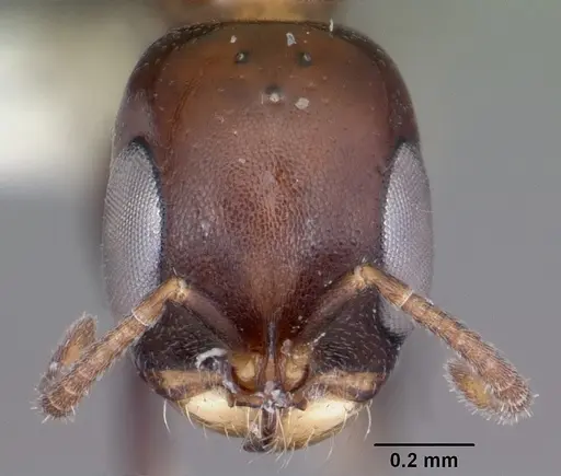 Pseudomyrmex brunneus specimen CASENT0104806 image casent0104806_2
