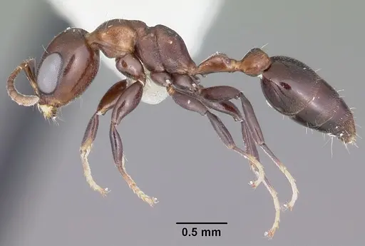 Pseudomyrmex brunneus specimen CASENT0104806 image casent0104806_3