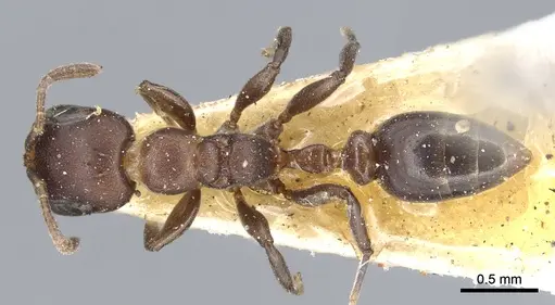 Pseudomyrmex brunneus specimen CASENT0902891 image casent0902891_1