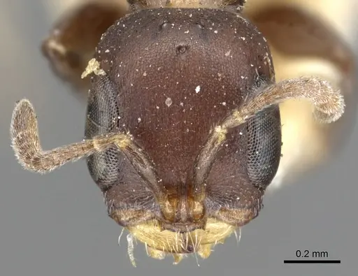 Pseudomyrmex brunneus specimen CASENT0902891 image casent0902891_2