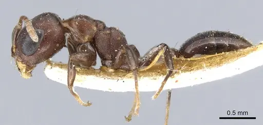 Pseudomyrmex brunneus specimen CASENT0902891 image casent0902891_3