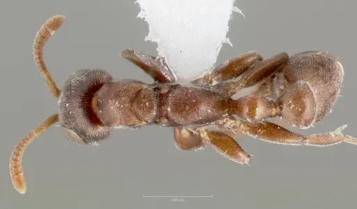 Pseudomyrmex caeciliae specimen CASENT0005869 image casent0005869_1