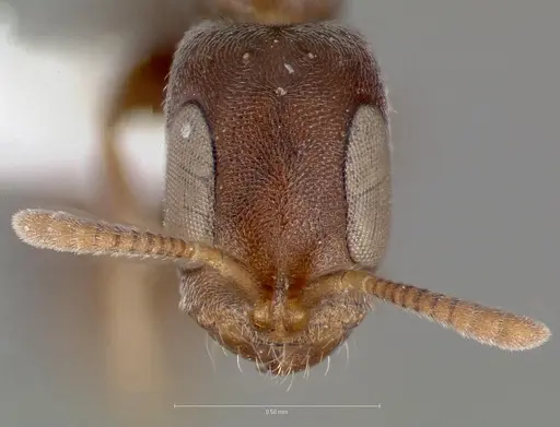 Pseudomyrmex caeciliae specimen CASENT0005869 image casent0005869_2