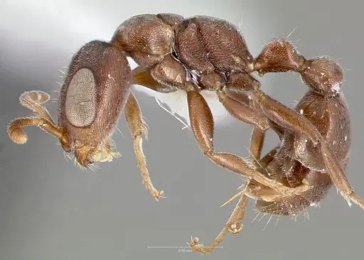 Pseudomyrmex caeciliae specimen CASENT0005869 image casent0005869_3