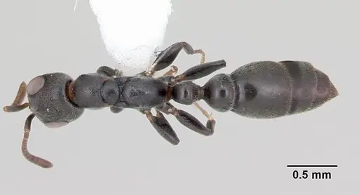 Pseudomyrmex caeciliae specimen CASENT0103315 image casent0103315_1