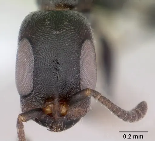Pseudomyrmex caeciliae specimen CASENT0103315 image casent0103315_2