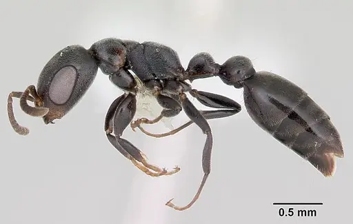 Pseudomyrmex caeciliae specimen CASENT0103315 image casent0103315_3