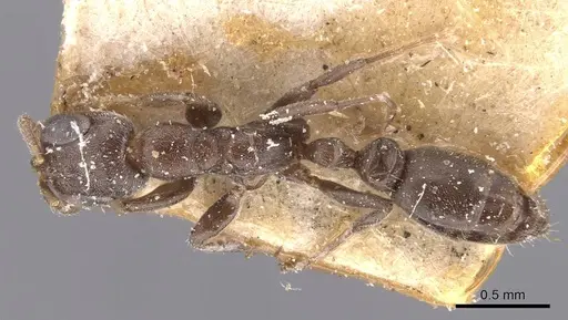 Pseudomyrmex caeciliae specimen CASENT0907535 image casent0907535_1