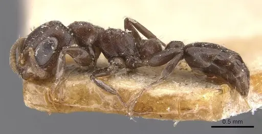 Pseudomyrmex caeciliae specimen CASENT0907535 image casent0907535_3