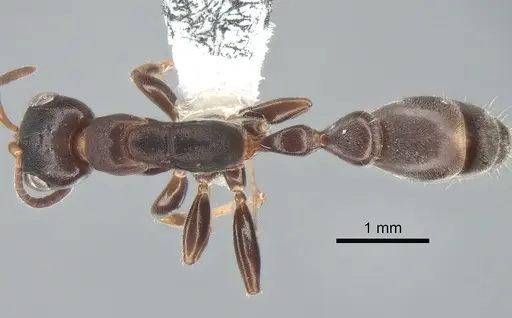 Pseudomyrmex capillatus specimen CASENT0863535 image casent0863535_1