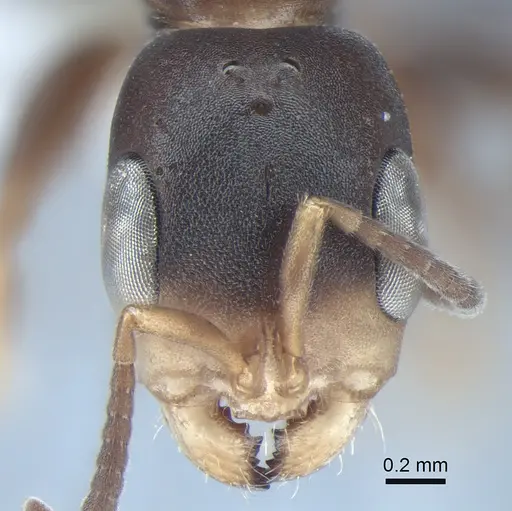 Pseudomyrmex capillatus specimen CASENT0863535 image casent0863535_2